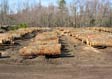 White Oak Saw Log 6
