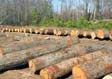 White Oak Saw Log 8