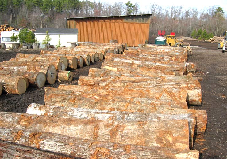 White Oak Saw Log 9