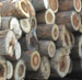 Tulip Poplar Saw Logs