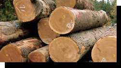 Black Cherry Veneer Logs