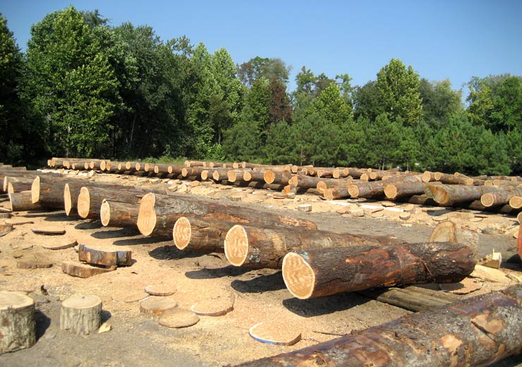 Black Cherry Veneer Log 1