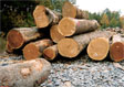 Black Cherry Veneer Log 10