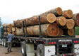 Black Cherry Veneer Log 11