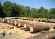 Black Cherry Veneer Log 1