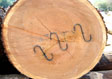 Black Cherry Veneer Log 2