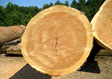 Black Cherry Veneer Log 3
