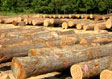 Black Cherry Veneer Log 4