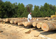 Black Cherry Veneer Log 5