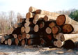Black Cherry Veneer Log 6