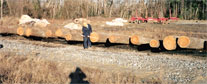 Black Cherry Veneer Log 8