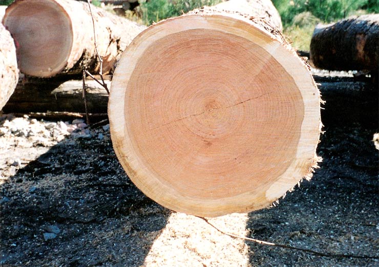 Black Cherry Veneer Log 9