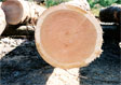 Black Cherry Veneer Log 9