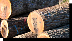 Black Walnut Veneer Logs
