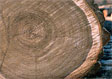 Black Walnut Veneer Log 2