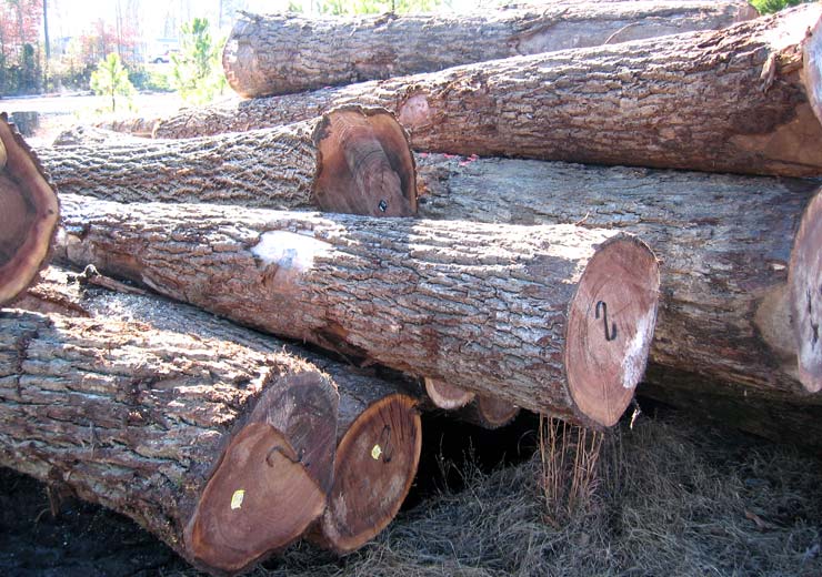 Black Walnut Veneer Log 3
