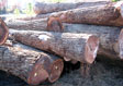Black Walnut Veneer Log 3