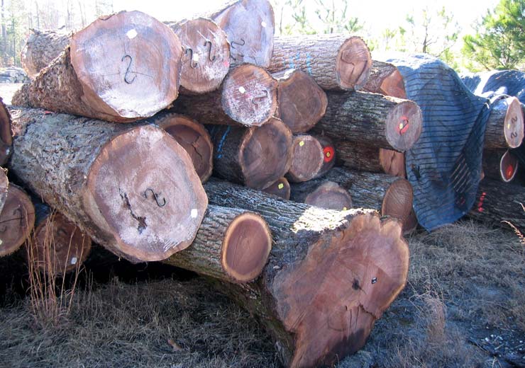 Black Walnut Veneer Log 5
