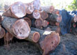 Black Walnut Veneer Log 5