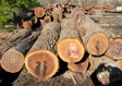 Black Walnut Veneer Log 6