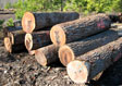 Black Walnut Veneer Log 7