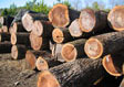 Black Walnut Veneer Log 8