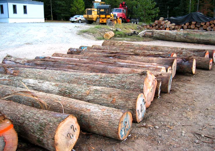 Hickory Veneer Log 1