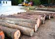 Hickory Veneer Log 1