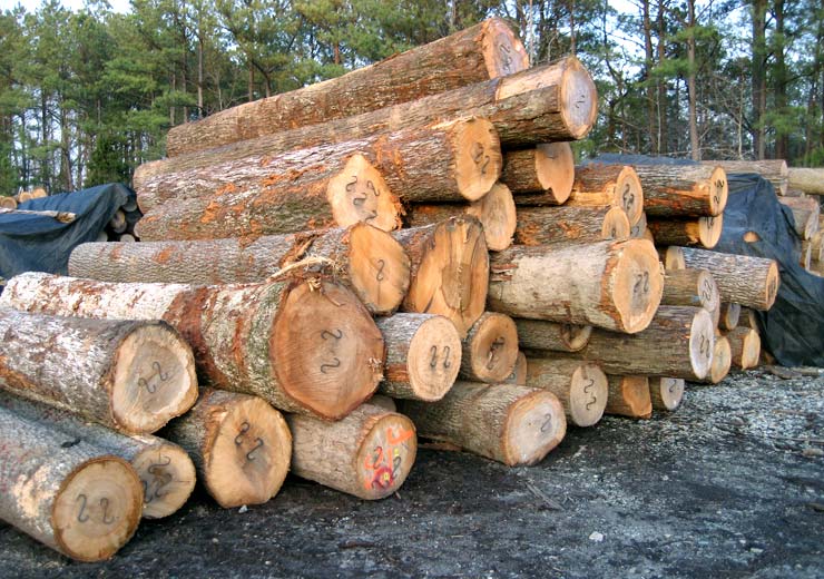 Hickory Veneer Log 2