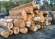 Hickory Veneer Log 2
