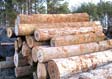 Hickory Veneer Log 3