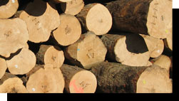 Hard Maple Veneer Logs