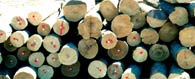 Hard Maple Veneer Log 3