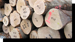 Red Oak Veneer Logs