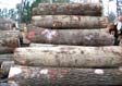 Red Oak Veneer Log 3