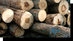 Tulip Poplar Veneer Logs
