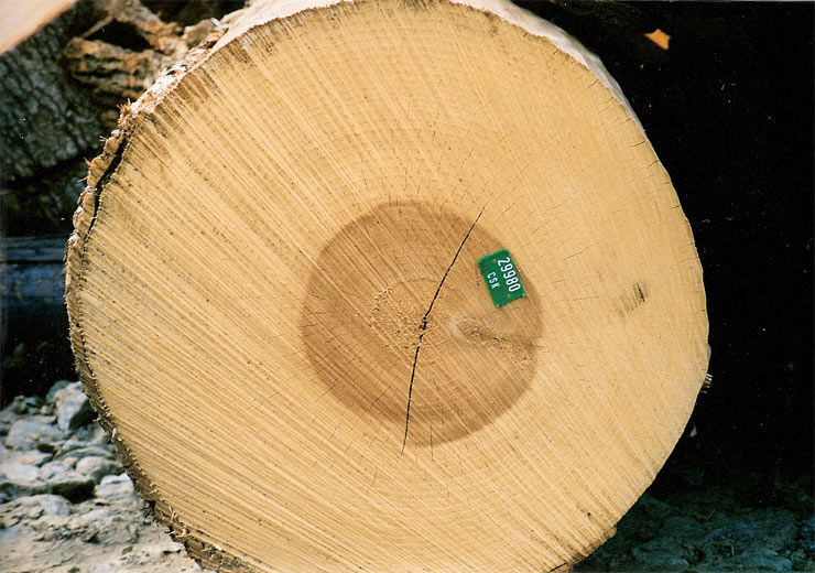 Tulip Poplar Veneer Log 1
