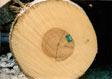 Tulip Poplar Veneer Log 1