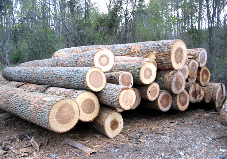 Tulip Poplar Veneer Log 2