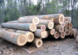 Tulip Poplar Veneer Log 2