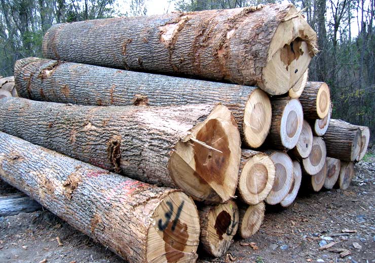 Tulip Poplar Veneer Log 3