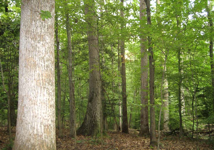 Tulip Poplar Veneer Log 4