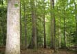 Tulip Poplar Veneer Log 4