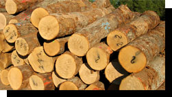 White Oak Veneer Logs