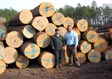 White Oak Veneer Log 7