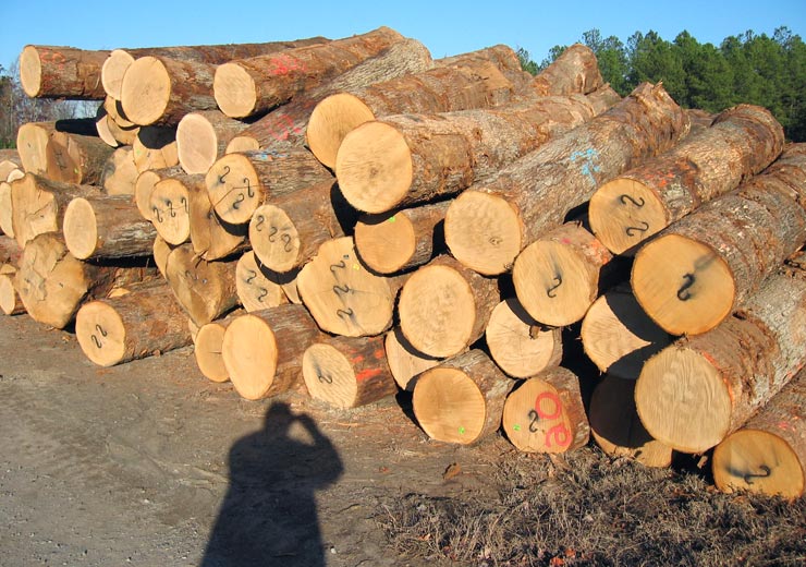 White Oak Veneer Log 8