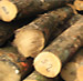 White Ash Saw Logs